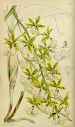 Illustration de Epidendrum stamfordianum